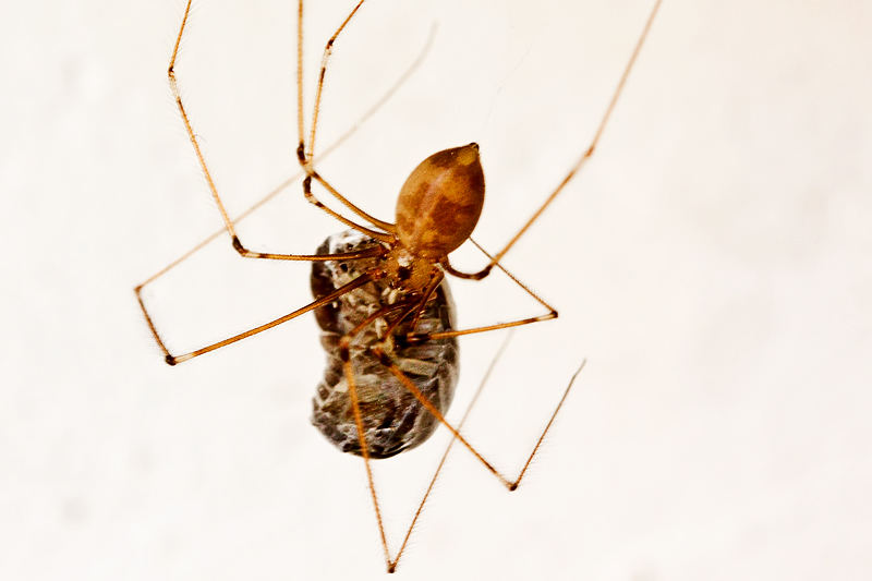 Pholcus phalangioides